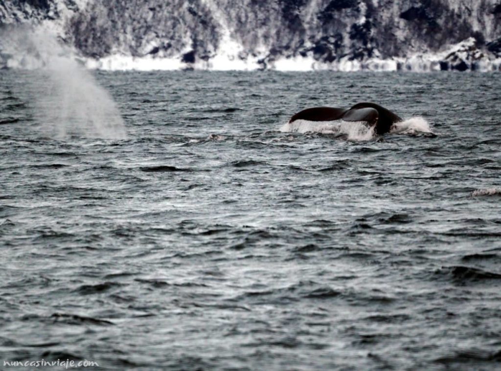 Una ballena jorobada a punto de sumergirse en aguas de Noruega
