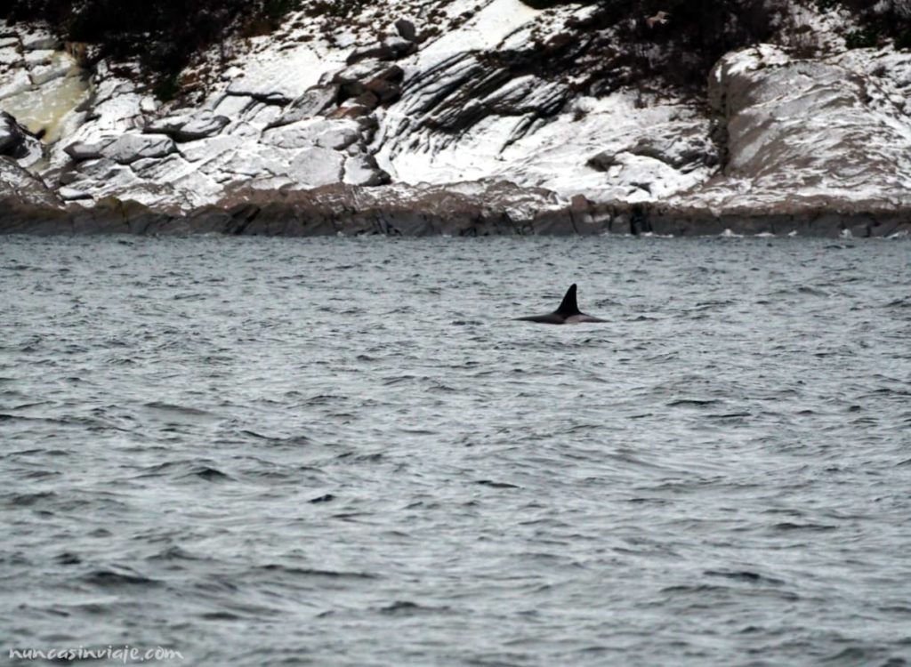 La aleta de una orca frente a un paisaje nevado en Noruega