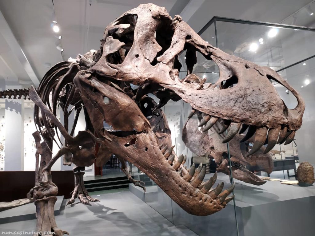 Una reproducción del esqueleto del tiranosaurio Rex Stan, en el Museo de Ciencias Naturales de Oslo