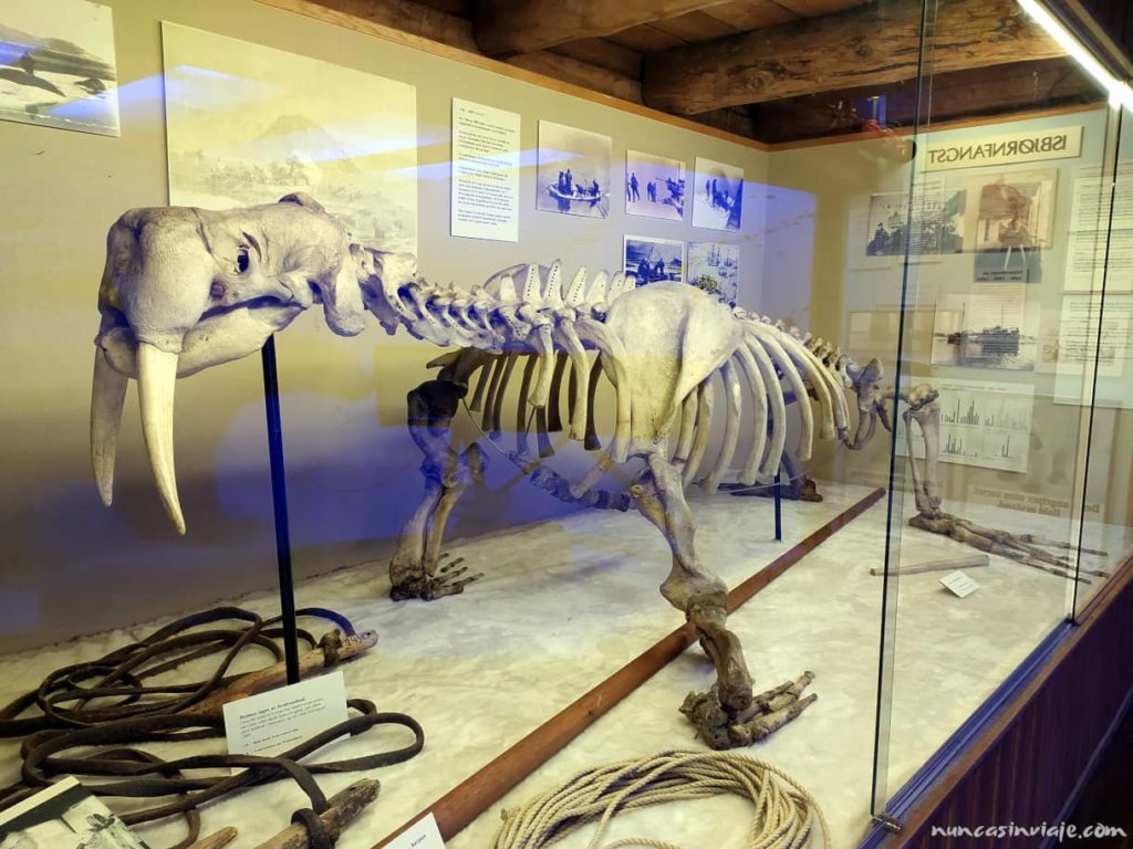 Esqueleto de una morsa en el Museo Polar de Tromso